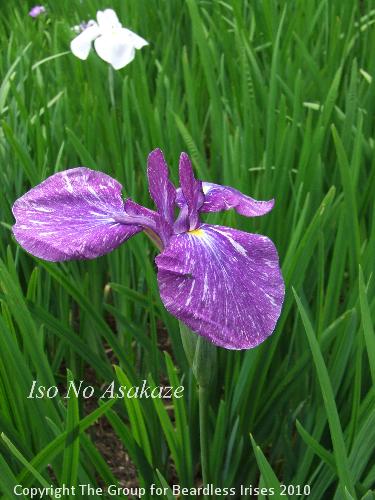 DSCF7438 - Iso No Asakaze